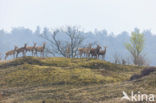 Red Deer (Cervus elaphus)