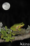 European Tree Frog (Hyla arborea)