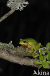 Europese boomkikker (Hyla arborea) 