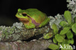 European Tree Frog (Hyla arborea)