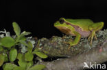 Europese boomkikker (Hyla arborea) 