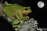 Europese boomkikker (Hyla arborea) 