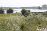 Cow Parsley (Anthriscus sylvestris)