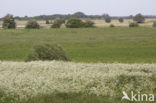 Cow Parsley (Anthriscus sylvestris)