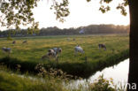 Friese Roodbonte Koe (Bos domesticus)