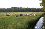 red-and-white Cow (Bos domesticus)