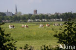 red-and-white Cow (Bos domesticus)