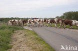 red-and-white Cow (Bos domesticus)