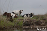 red-and-white Cow (Bos domesticus)