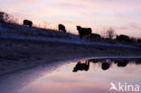 Galloway Cow (Bos domesticus)