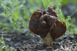 Geaderde kluifzwam (Helvella fusca) 