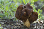 Helvella fusca