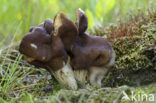 Helvella fusca