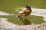 Gekraagde Roodstaart (Phoenicurus phoenicurus)