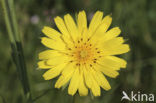 Goatsbeard