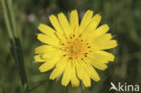 Gele morgenster (Tragopogon pratensis ssp. pratensis)