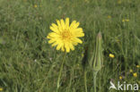 Gele morgenster (Tragopogon pratensis ssp. pratensis)