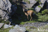 Chamois (Rupicapra rupicapra)