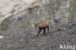 Chamois (Rupicapra rupicapra)