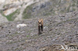 Chamois (Rupicapra rupicapra)