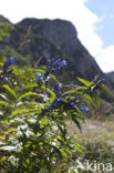 gentian (Gentiana spec)