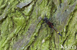 Gevlekte witsnuitlibel (Leucorrhinia pectoralis) 