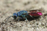 Gewone Goudwesp (Chrysis ignita)