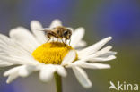 Ox-eye Daisy (Leucanthemum vulgare)