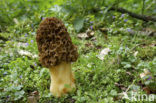 Gewone morielje (Morchella esculenta) 