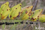 Solomon’s seal (Polygonatum multiflorum)