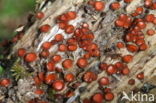Common Eyelash (Scutellinia scutellata)