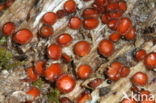 Gewone wimperzwam (Scutellinia scutellata)