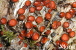 Common Eyelash (Scutellinia scutellata)