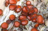 Gewone wimperzwam (Scutellinia scutellata)