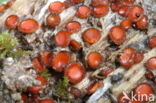Common Eyelash (Scutellinia scutellata)