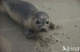 Gewone zeehond (Phoca vitulina) 