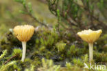 Gewoon veentrechtertje (Omphalina ericetorum)