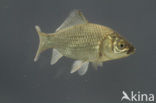 Gibel carp (Carassius auratus gibelio)