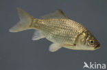 Gibel carp (Carassius auratus gibelio)