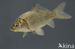 Gibel carp (Carassius auratus gibelio)