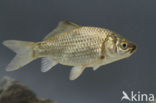 Gibel carp (Carassius auratus gibelio)