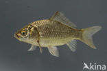 Gibel carp (Carassius auratus gibelio)