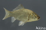 Gibel carp (Carassius auratus gibelio)