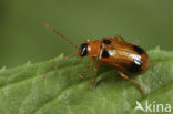 skullcap leaf beetle (Phyllobrotica quadrimaculata)