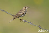 Graspieper (Anthus pratensis) 