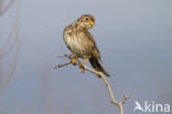 Corn Bunting (Miliaria calandra)