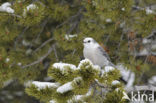 Grey Jay (Perisoreus canadensis)