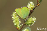 Groentje (Callophrys rubi)