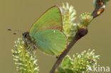 Groentje (Callophrys rubi)