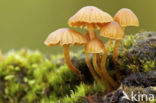 Groot mosklokje (Galerina clavata)